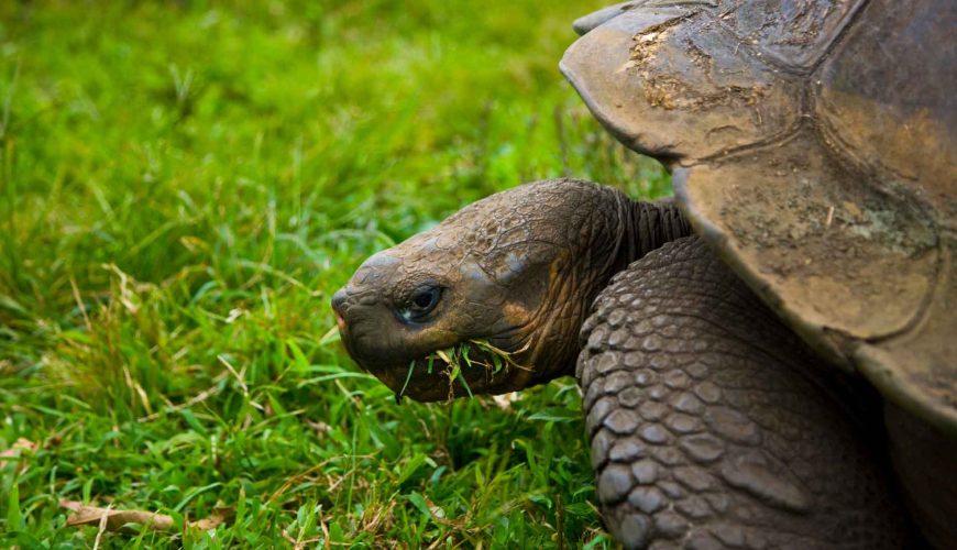 Isla Santa Cruz, Galápagos: El Centro Estratégico para descubrir la vida silvestre de Ecuador