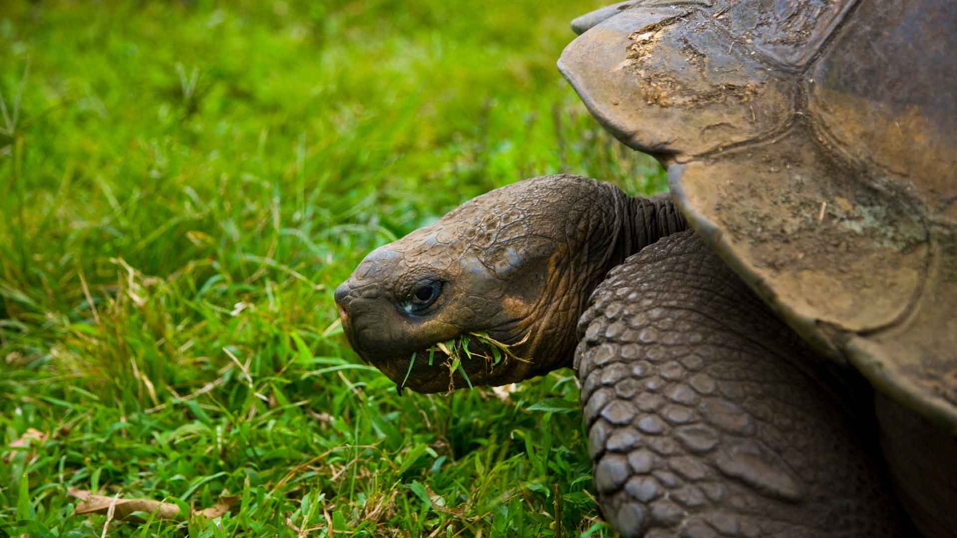 Isla Santa Cruz, Galápagos: El Centro Estratégico para descubrir la vida silvestre de Ecuador