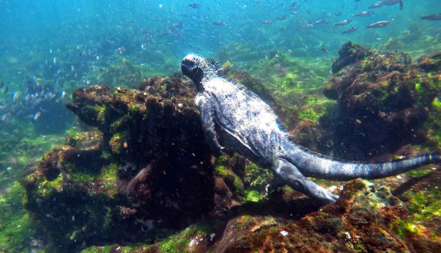 Snorkeling en la Bahía de Santa Cruz: Acceso Directo a la Biodiversidad Marina de Galápagos