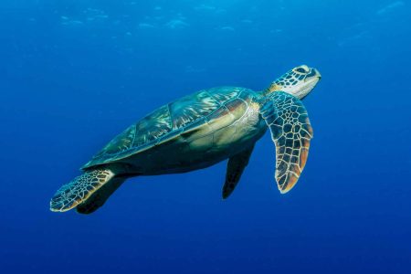 Puerto Pizarro y el nado con tortugas: ecoturismo de alto valor en la costa de tumbes