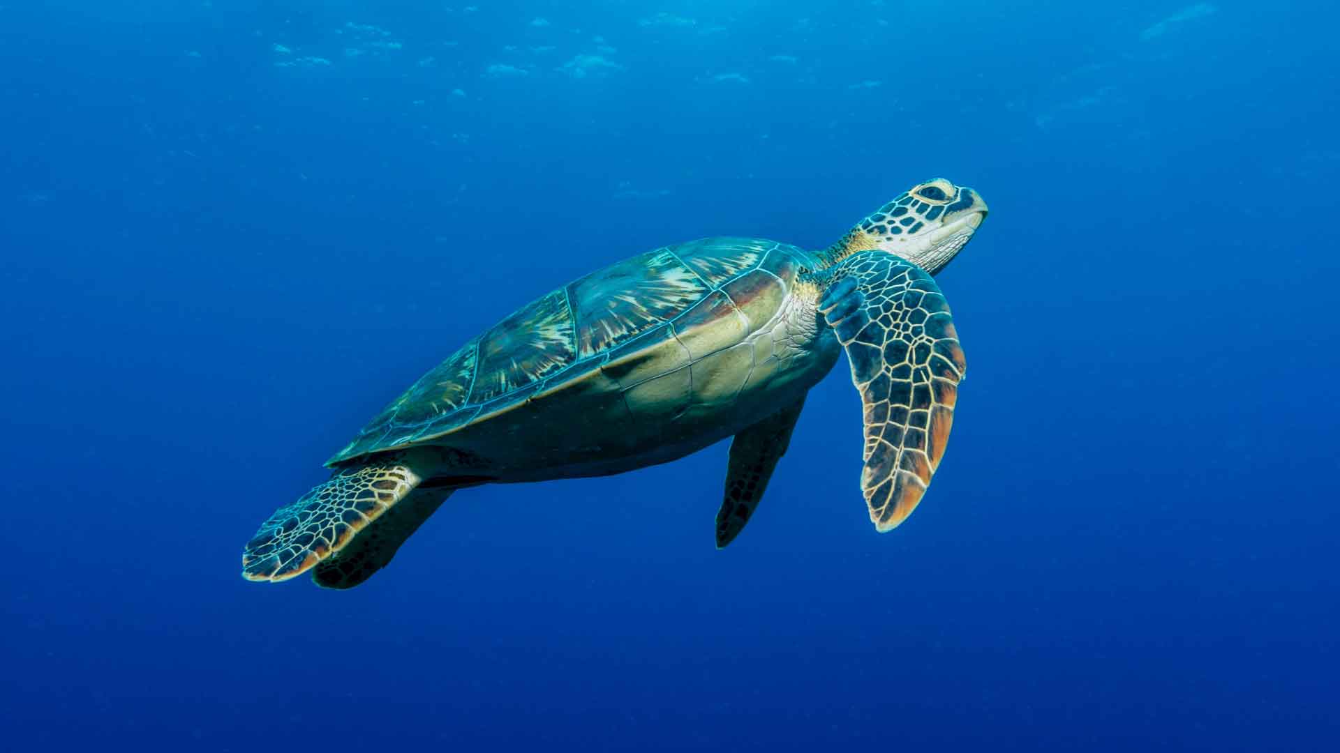 Puerto Pizarro y el nado con tortugas: ecoturismo de alto valor en la costa de tumbes