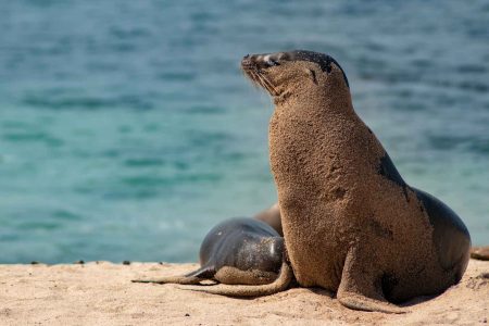 Islote Tintoreras: excursión marina con avistamiento de fauna maravillosa