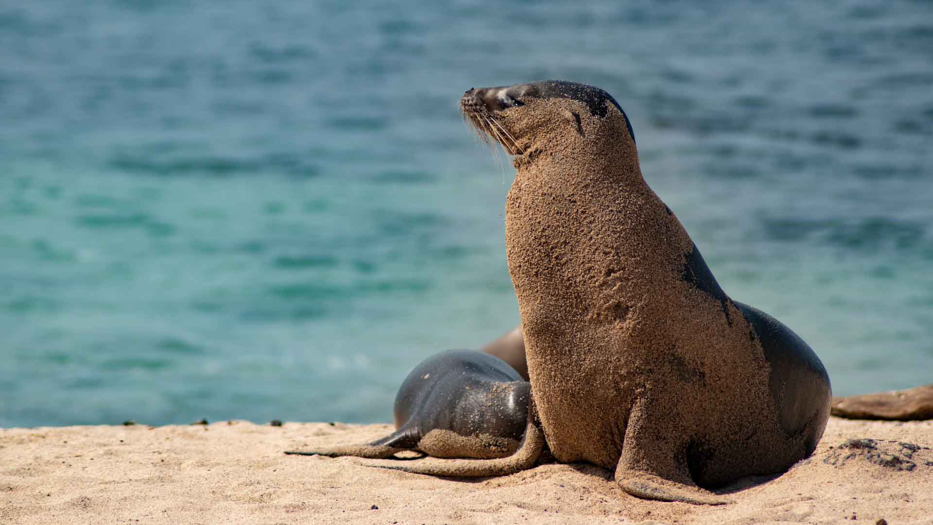 Islote Tintoreras: excursión marina con avistamiento de fauna maravillosa